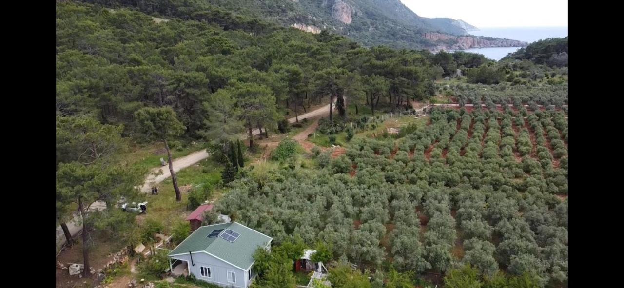 Gelidonia Fenerium Holiday Home Antalya Exteriör bild